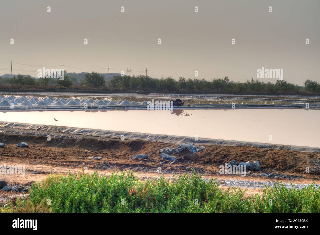Sel de récolte sur les lits de sel (dans la plage dynamique élevée) Banque D'Images