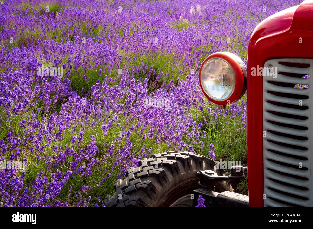 Thème de la récolte estivale et de l'agriculture de campagne avec gros plan sur le phare et vieux tracteur rouge dans un champ coloré de laven pourpre Banque D'Images