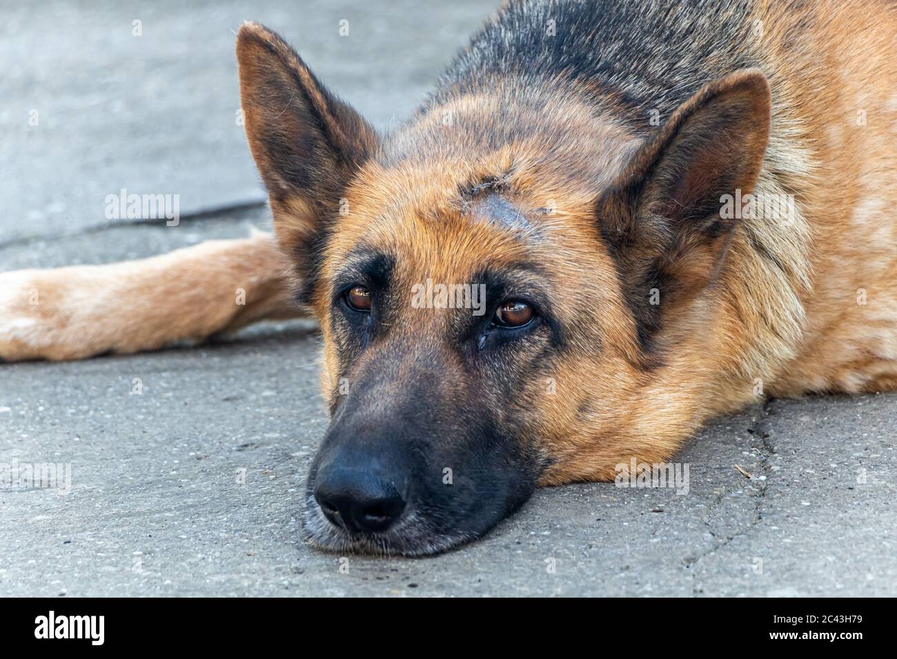 Triste chien berger allemand couché à l'extérieur Banque D'Images