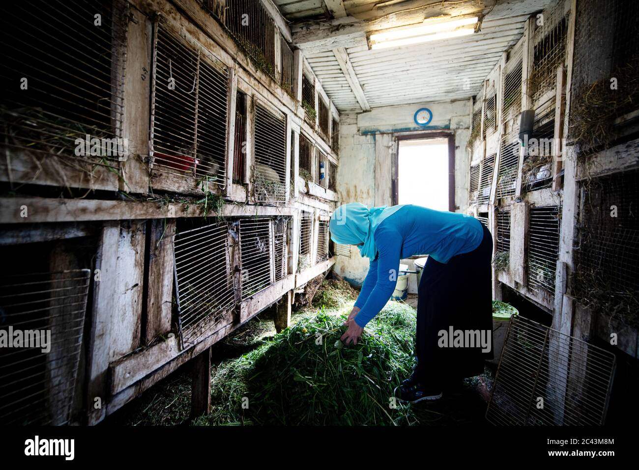 Femme musulmane nourrissant des lapins à la ferme Banque D'Images