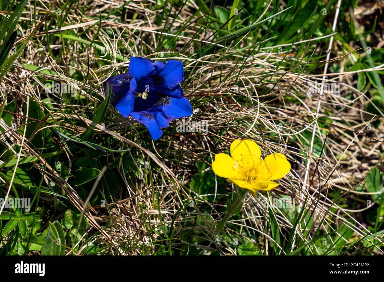 Fleurs dans les montagnes, Bergblumen, Blumen, Wiesenblumen, Vorarlberg, Bregenzerwald, Lechtal, Österreich, verschiedene Blumen, Enzian, Banque D'Images