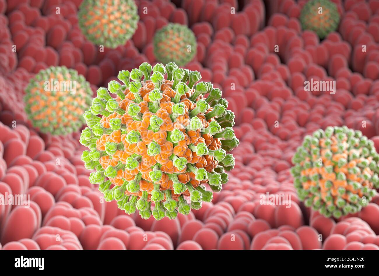 Bactéries rotavirus sur la surface des microvillosités du système digestif. Illustration tridimensionnelle Banque D'Images