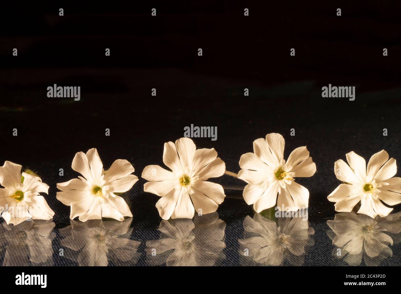 Silene latifolia fleurira au printemps sur fond noir. Fleur avec réflexion sur verre Banque D'Images