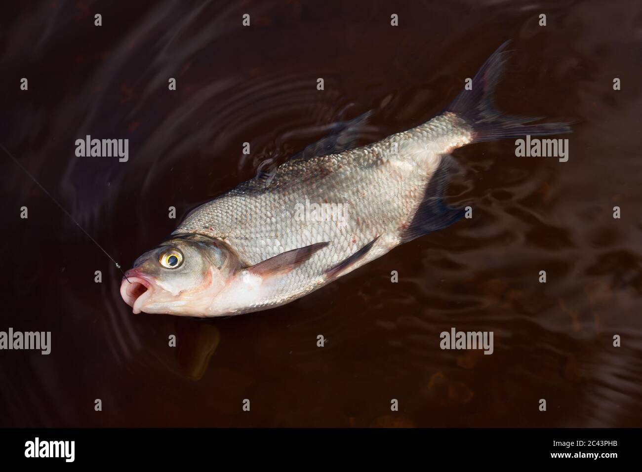 La bream attrapée (Abramis brama) sur le crochet Banque D'Images