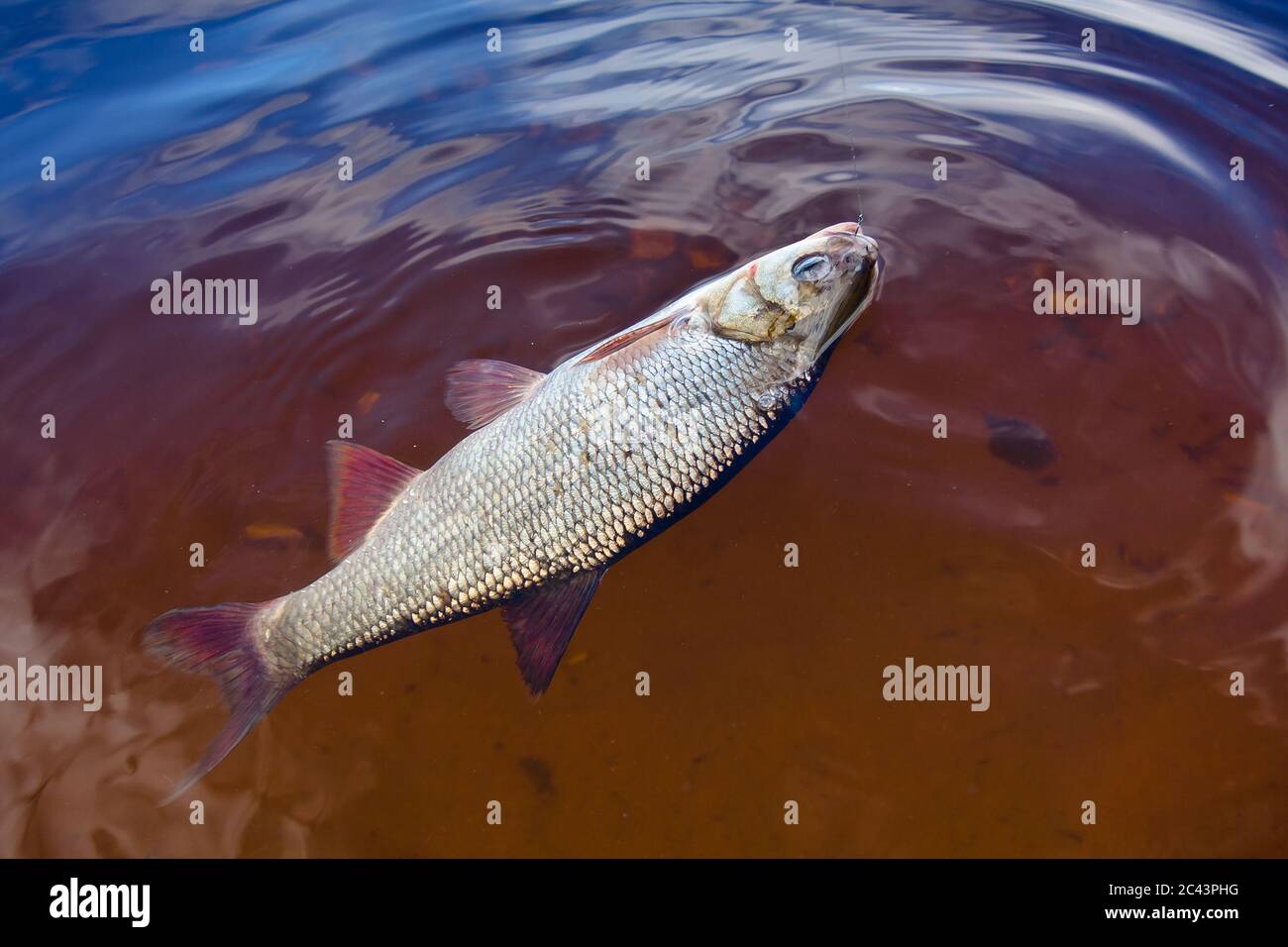 IDE (Leuciscus idu) pris sur le crochet Banque D'Images