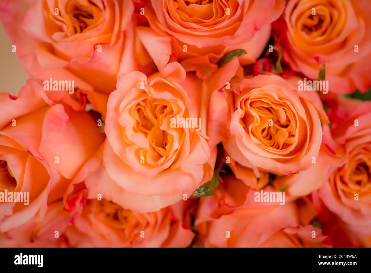 Gros plan macro de la variété de roses Shimmer pêche, prise de vue en studio. Banque D'Images