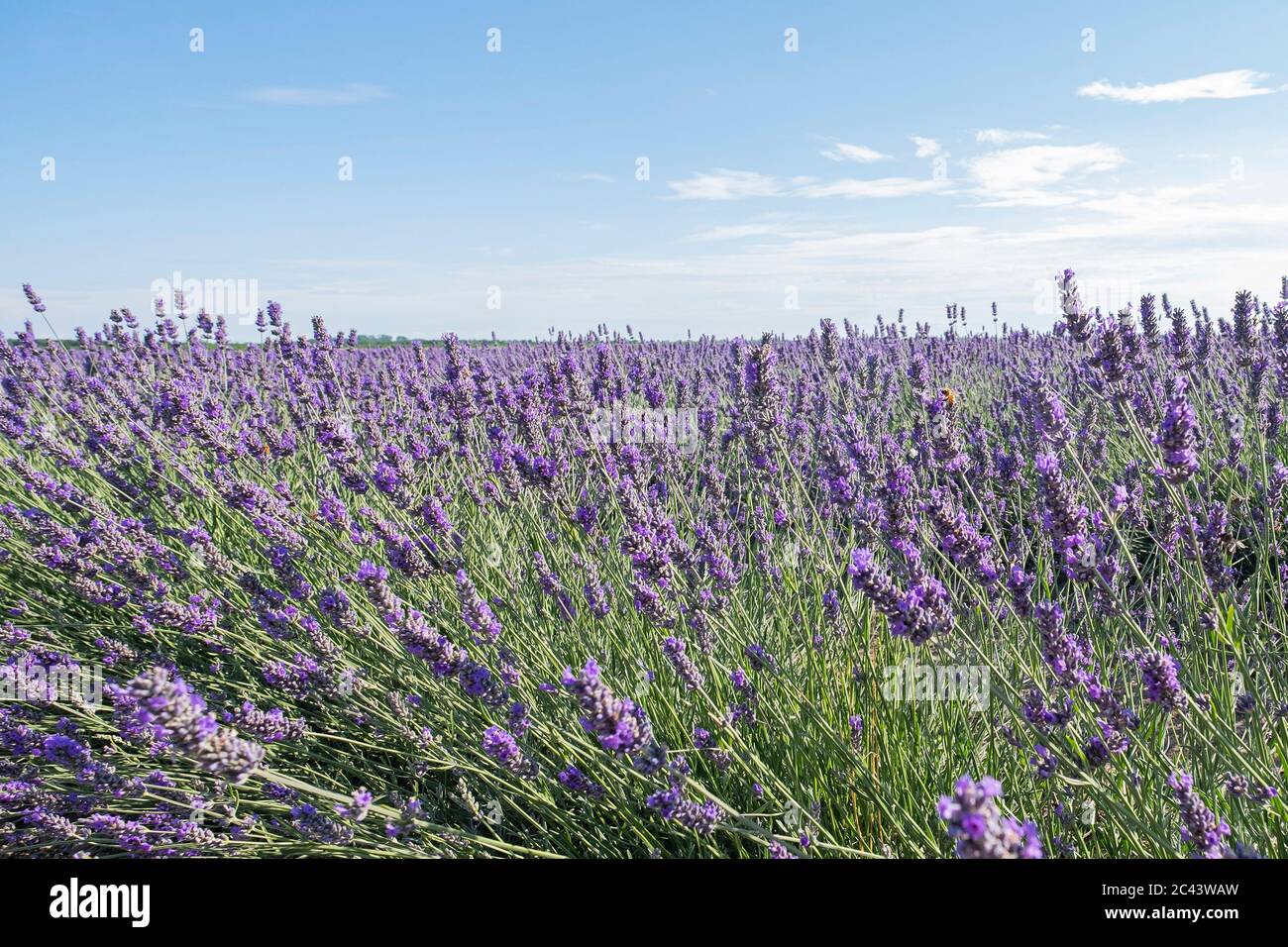 Champ de floraison de lavande en juin Banque D'Images