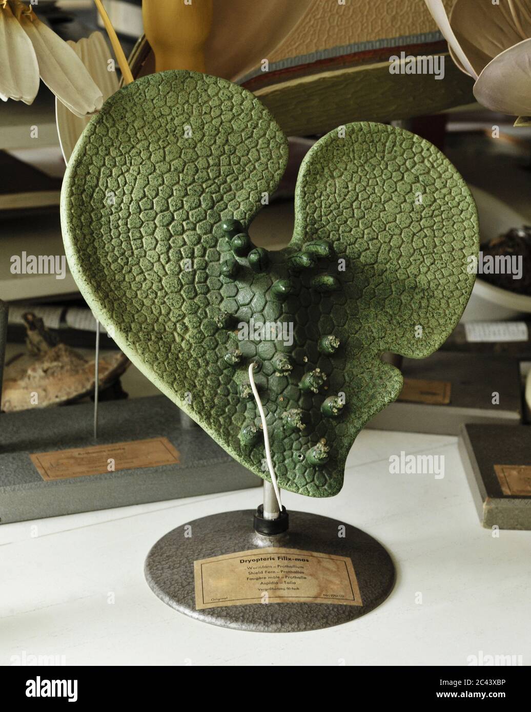 Modèles de plantes Banque D'Images