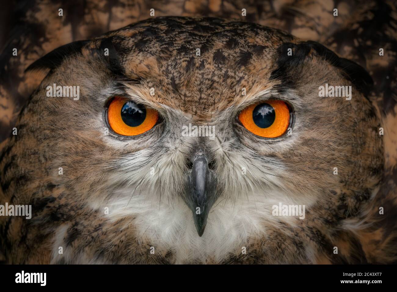 La chouette de l'Aigle européen se fixe à la caméra avec des yeux orange vif. Gros plan de la tête des hiboux et des plumes brunes. perçage des yeux Banque D'Images