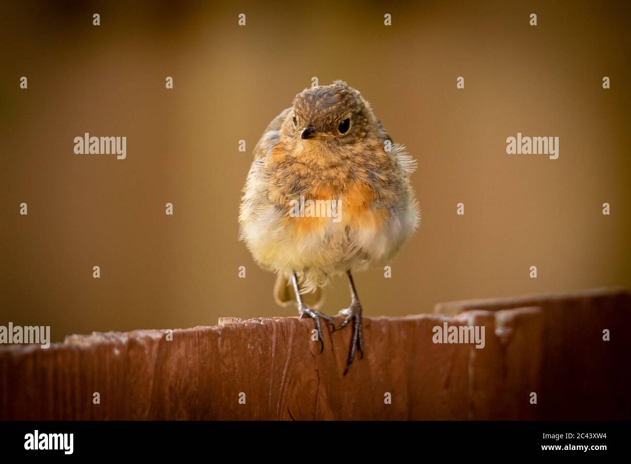 Un robin est installé sur une clôture dans un jardin anglais. Banque D'Images