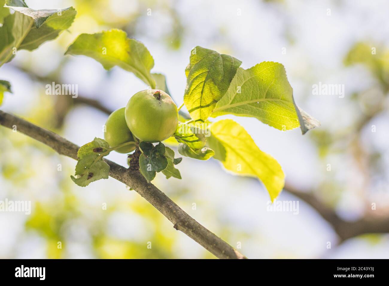 pommes sur un arbre - vue rapprochée d'une pomme non mûre sur une branche avec des feuilles Banque D'Images