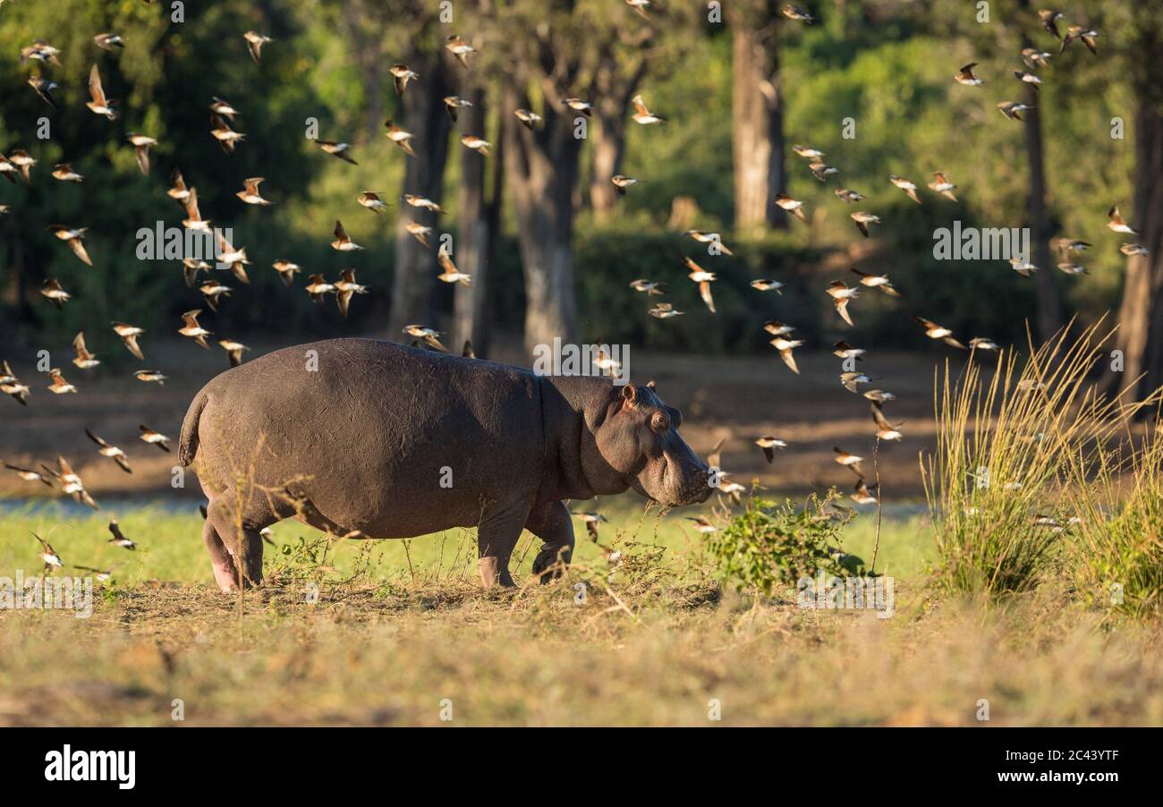 Un hippopotame adulte marchant au bord de la rivière Chobe entouré d'un troupeau d'oiseaux dans une lumière chaude de l'après-midi au Botswana Banque D'Images