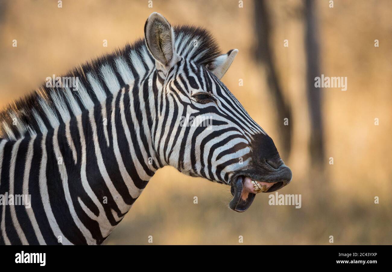 Un zébré adulte souriant pour l'appareil photo avec une lèvre inférieure suspendue montrant les dents dans un sourire comique à Kruger Park Afrique du Sud Banque D'Images