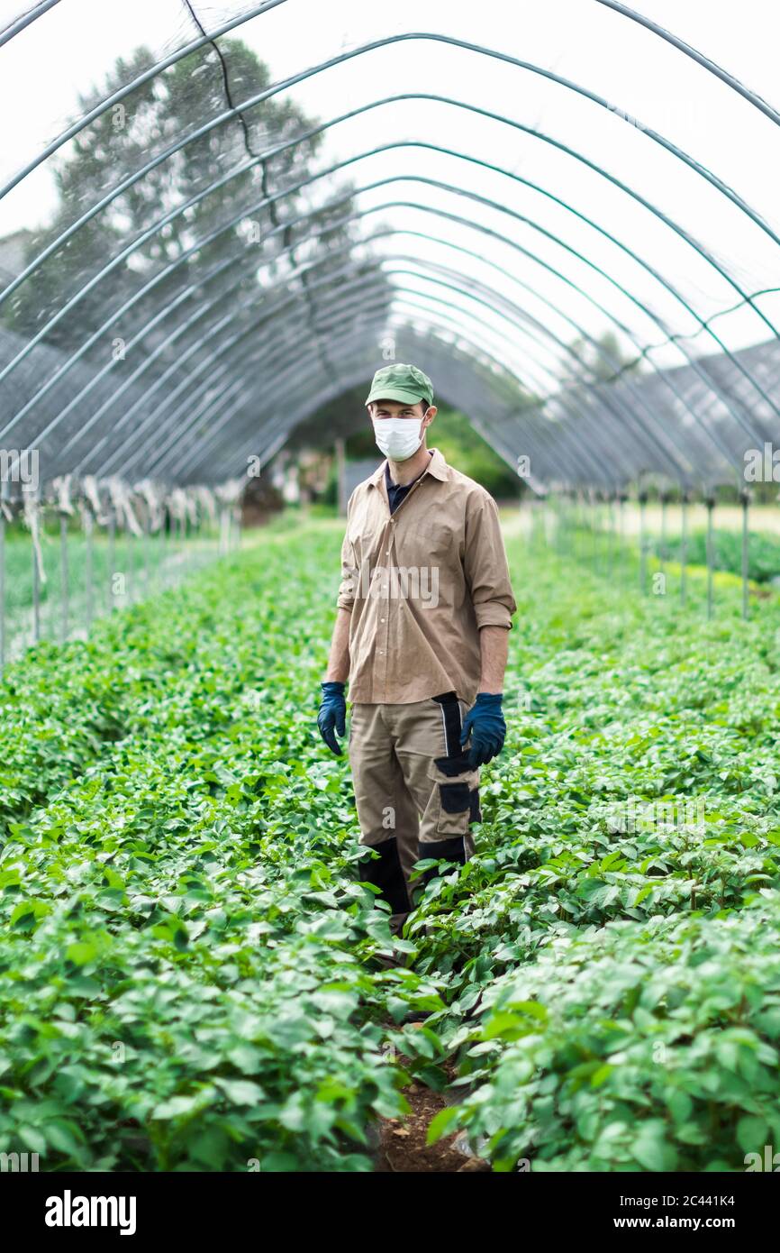 Fermier avec masque de protection en serre avec des plantes de courgettes Banque D'Images