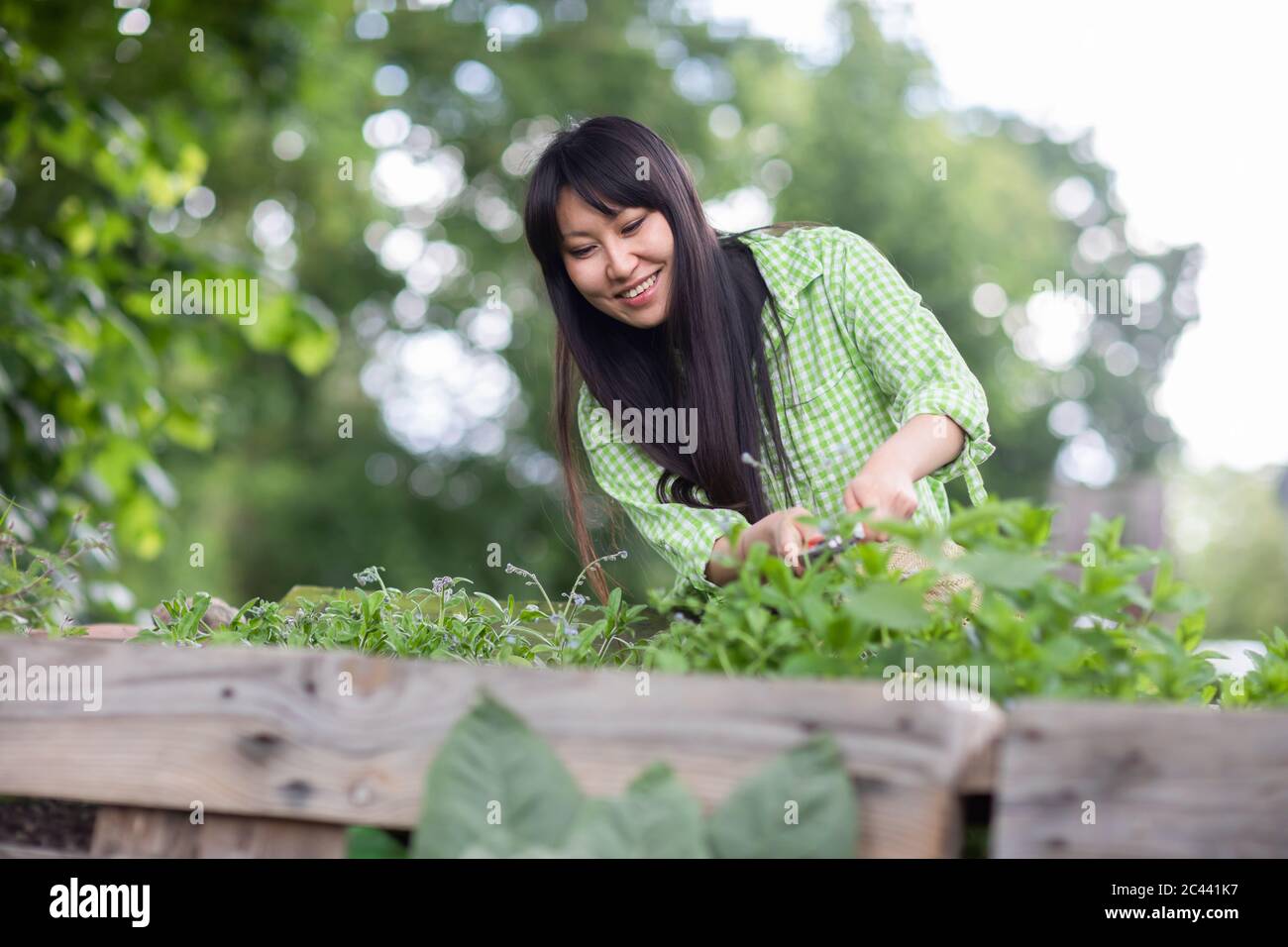 Femme hache des plantes dans un jardin urbain Banque D'Images