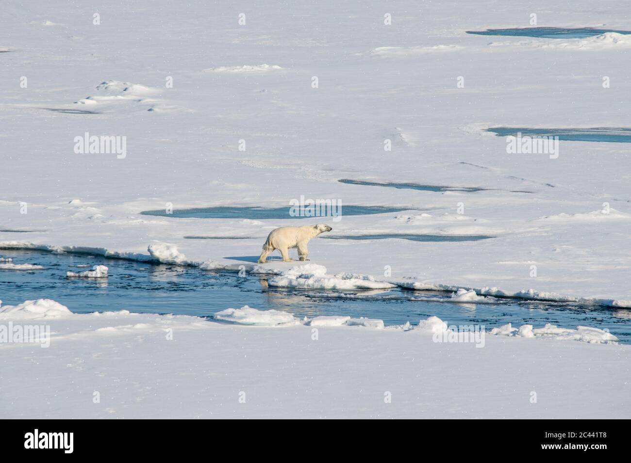 Ours polaire solitaire (Ursus maritimus) traversant la neige dans la région du pôle Nord Banque D'Images Ours polaire solitaire (Ursus maritimus) traversant la neige dans la région du pôle Nord Banque D'Images