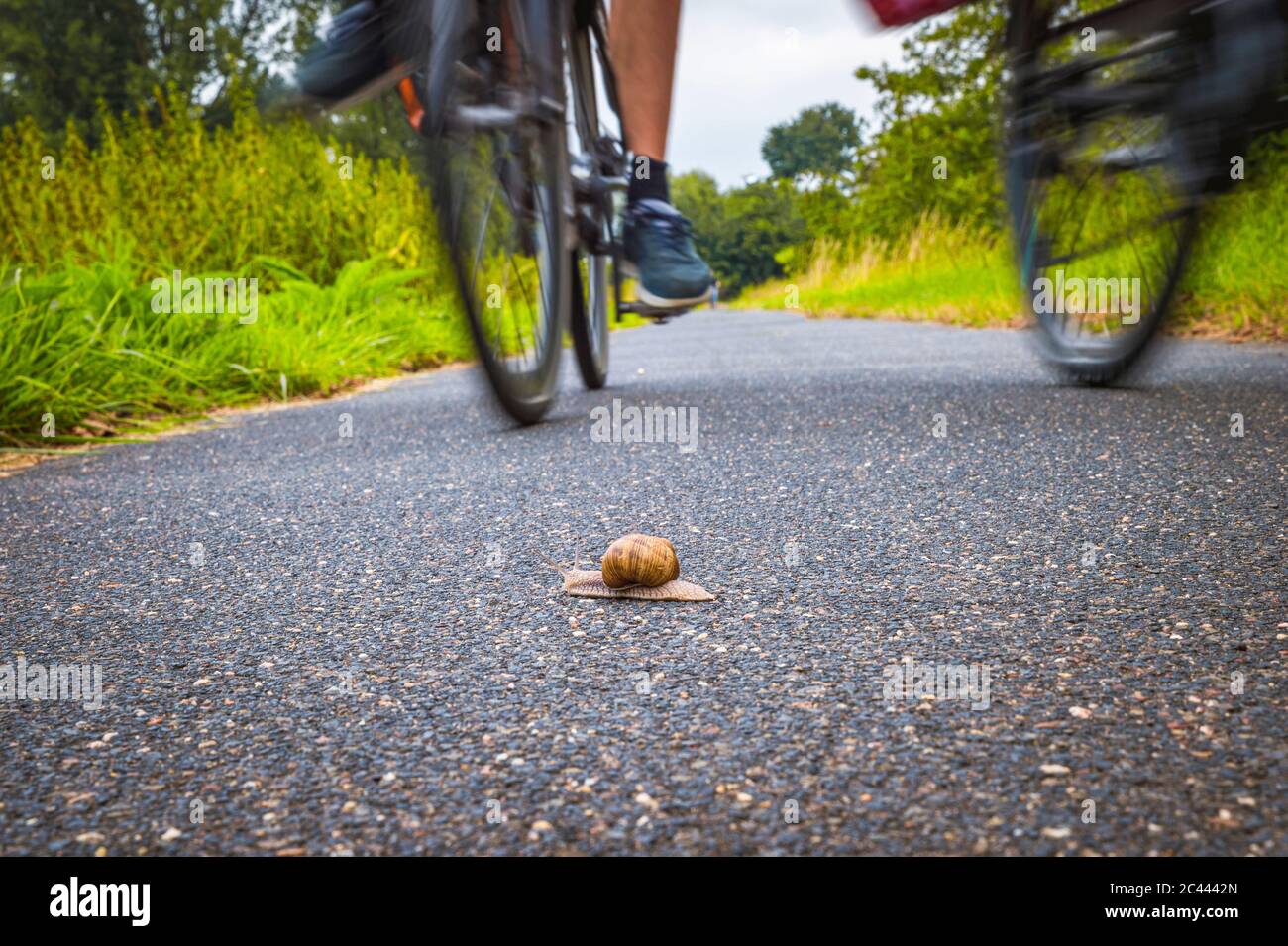 Close-up of snail on road Banque D'Images