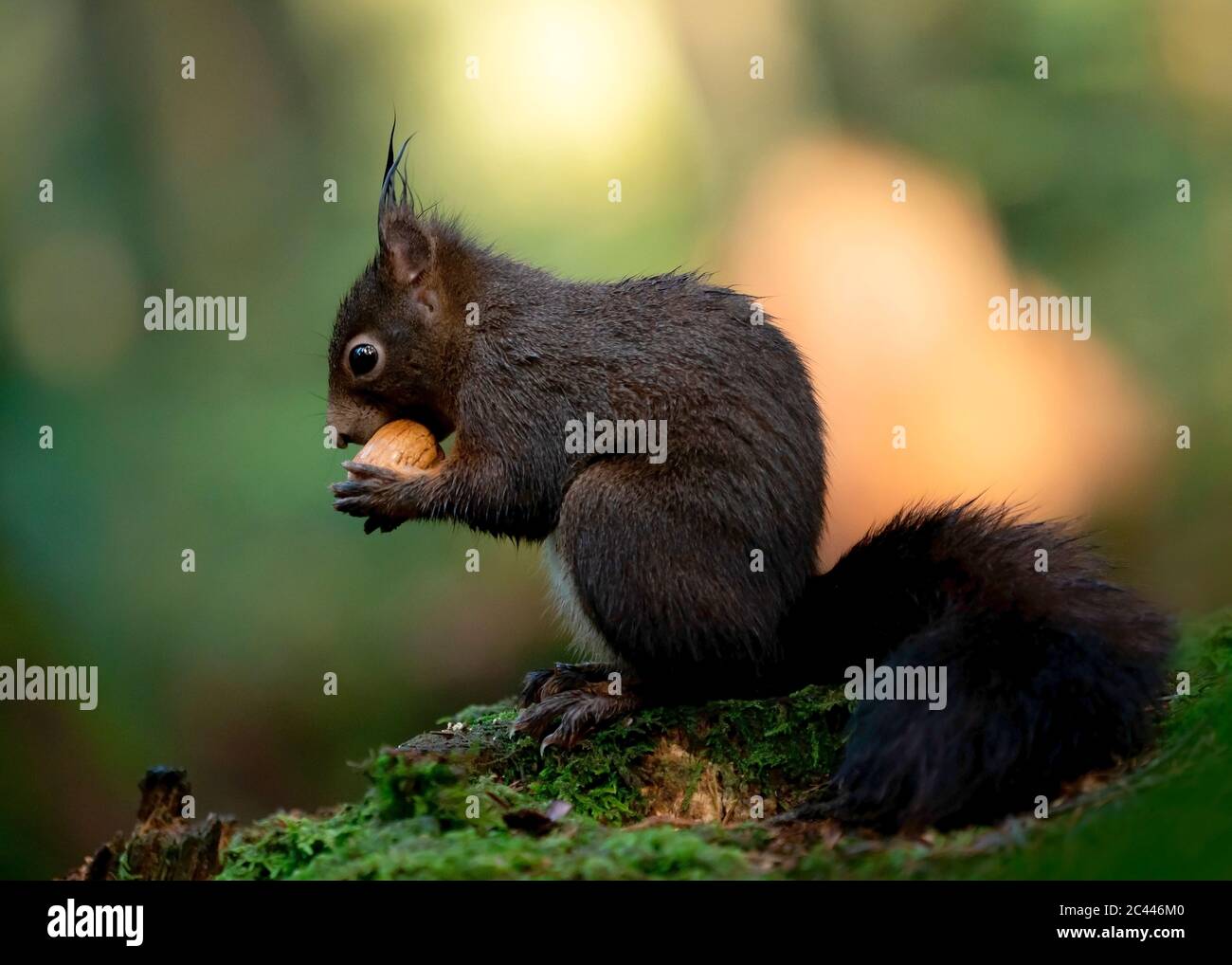 Portrait de l'écureuil brun foncé se nourrissant de l'écrou Banque D'Images
