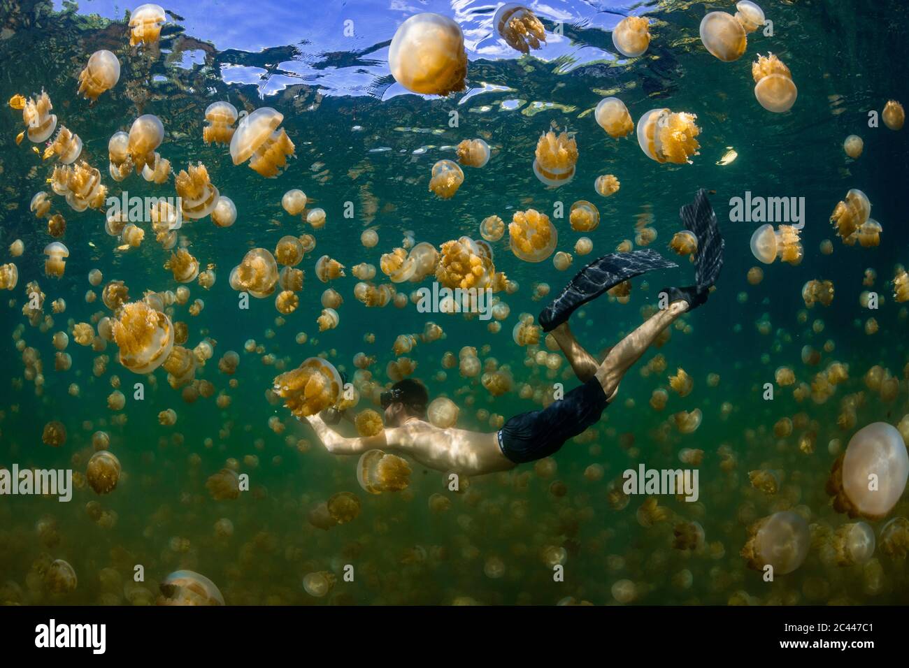 Palau, île d'Eil Malk, homme nageant avec des méduses dans le lac des méduses Banque D'Images