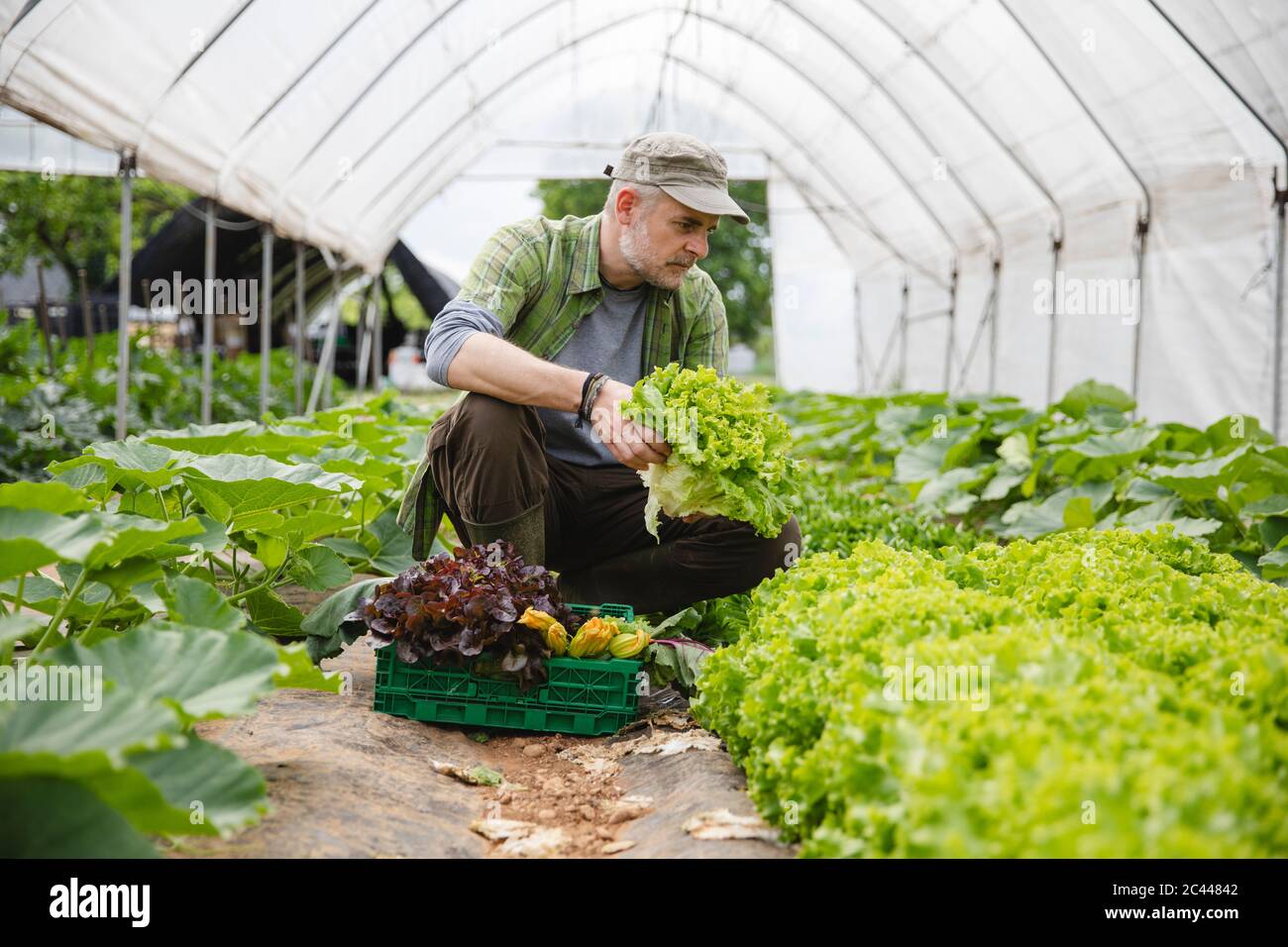 Fermier collectant une boîte de salade, agriculture biologique Banque D'Images
