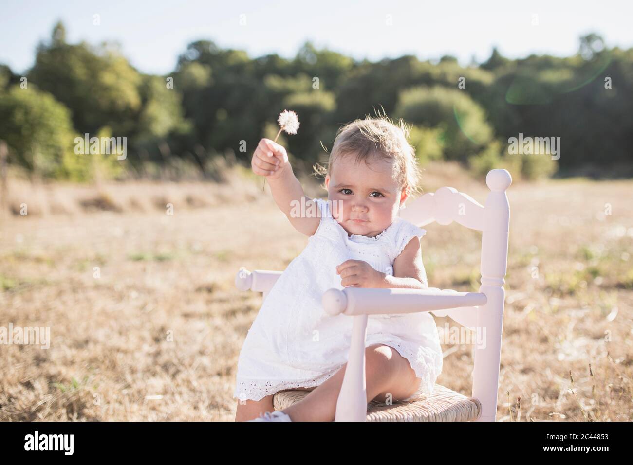 Portrait de petite fille adorable tenant des graines de pissenlit tout en étant assis sur une chaise pendant la journée ensoleillée Banque D'Images