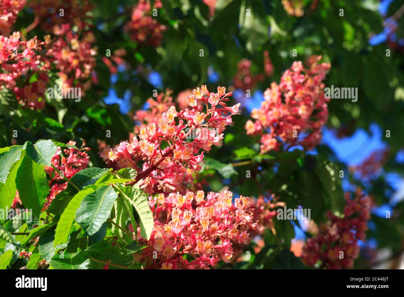Allemagne, branches de châtaignier en fleur au printemps Banque D'Images