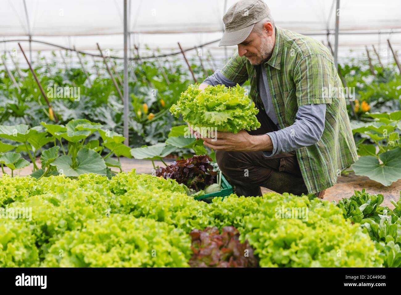 Fermier collectant une boîte de salade, agriculture biologique Banque D'Images