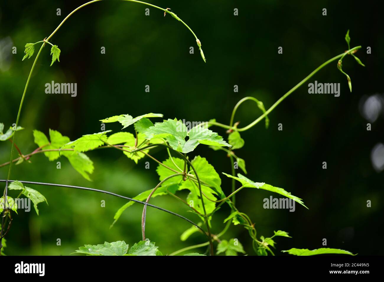 Vigne sauvage eurasienne (Vitis vinífera ssp. Sylvestris) dans le Parc National de Donau Auen, Autriche Banque D'Images