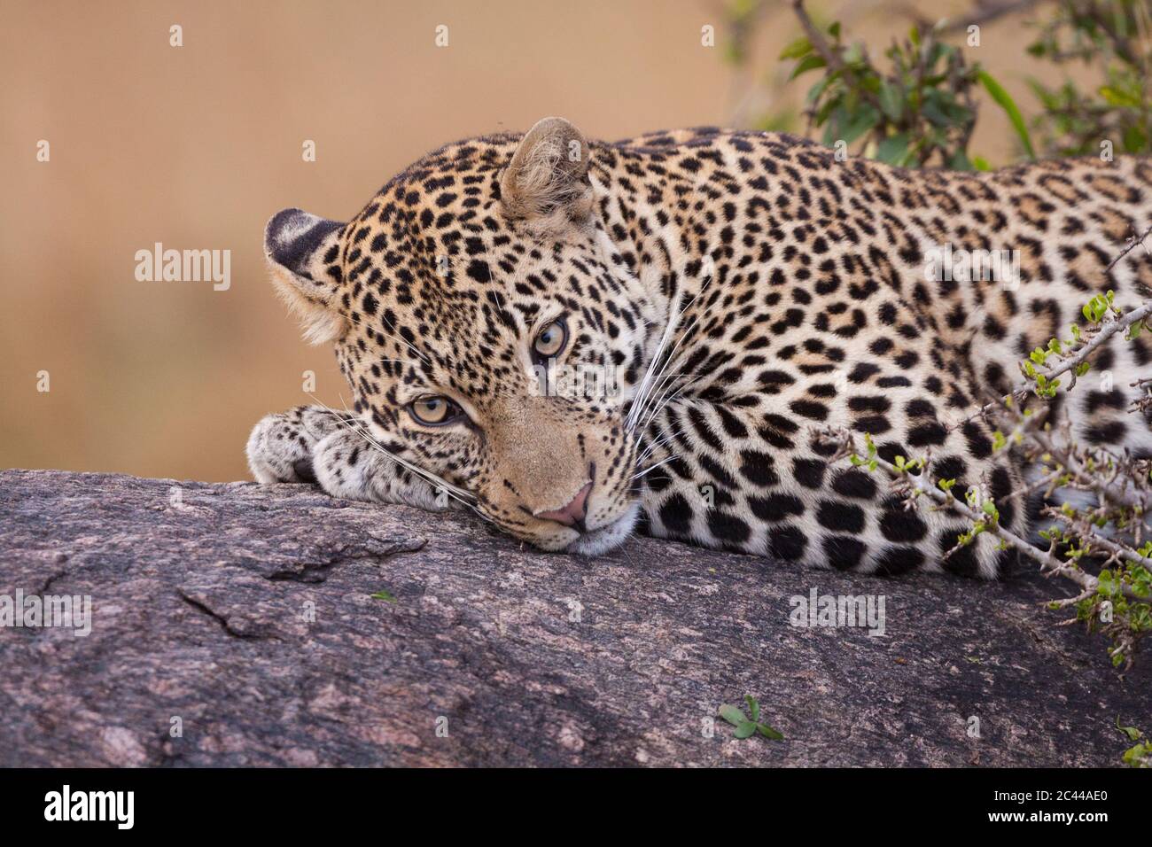 Gros plan d'un léopard couché dans un arbre à fond lisse à Masai Mara Kenya Banque D'Images