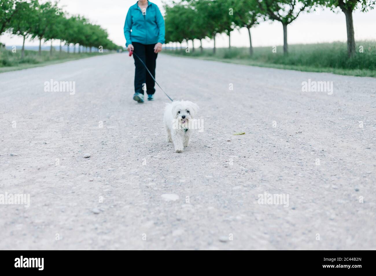 Vue de BCrop d'une femme âgée qui va marcher avec son chien dans une allée Banque D'Images