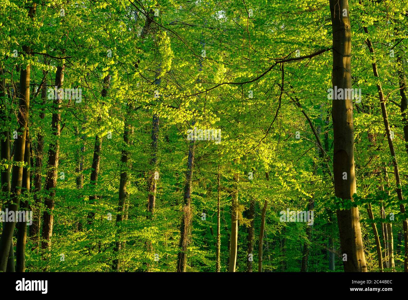 Allemagne, Bavière, forêt de hêtre vert dynamique au printemps Banque D'Images