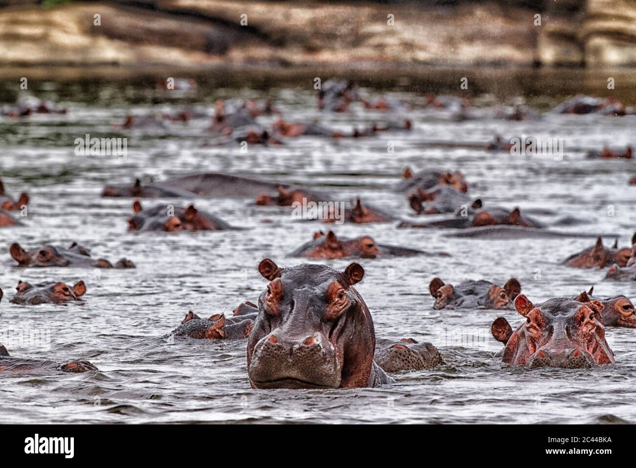 République démocratique du Congo, hippopotames (Hippopotamus amphibius) nageant dans la rivière Banque D'Images