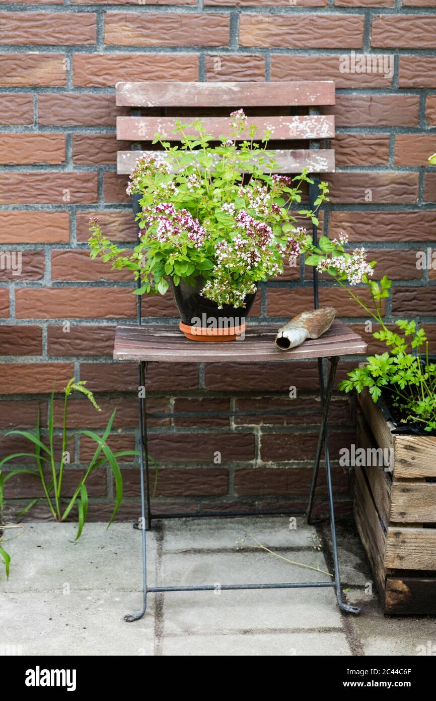 Allemagne, ancienne chaise avec origan en pot (Origanum vulgare) Banque D'Images