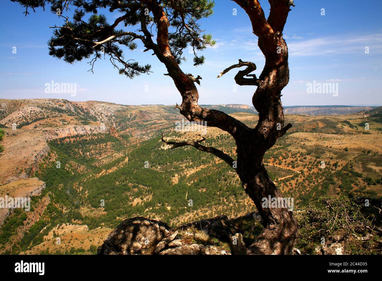 Espagne, province de Guadalajara, arbre en pleine montagne dans la réserve naturelle d'Alto Tajo Banque D'Images