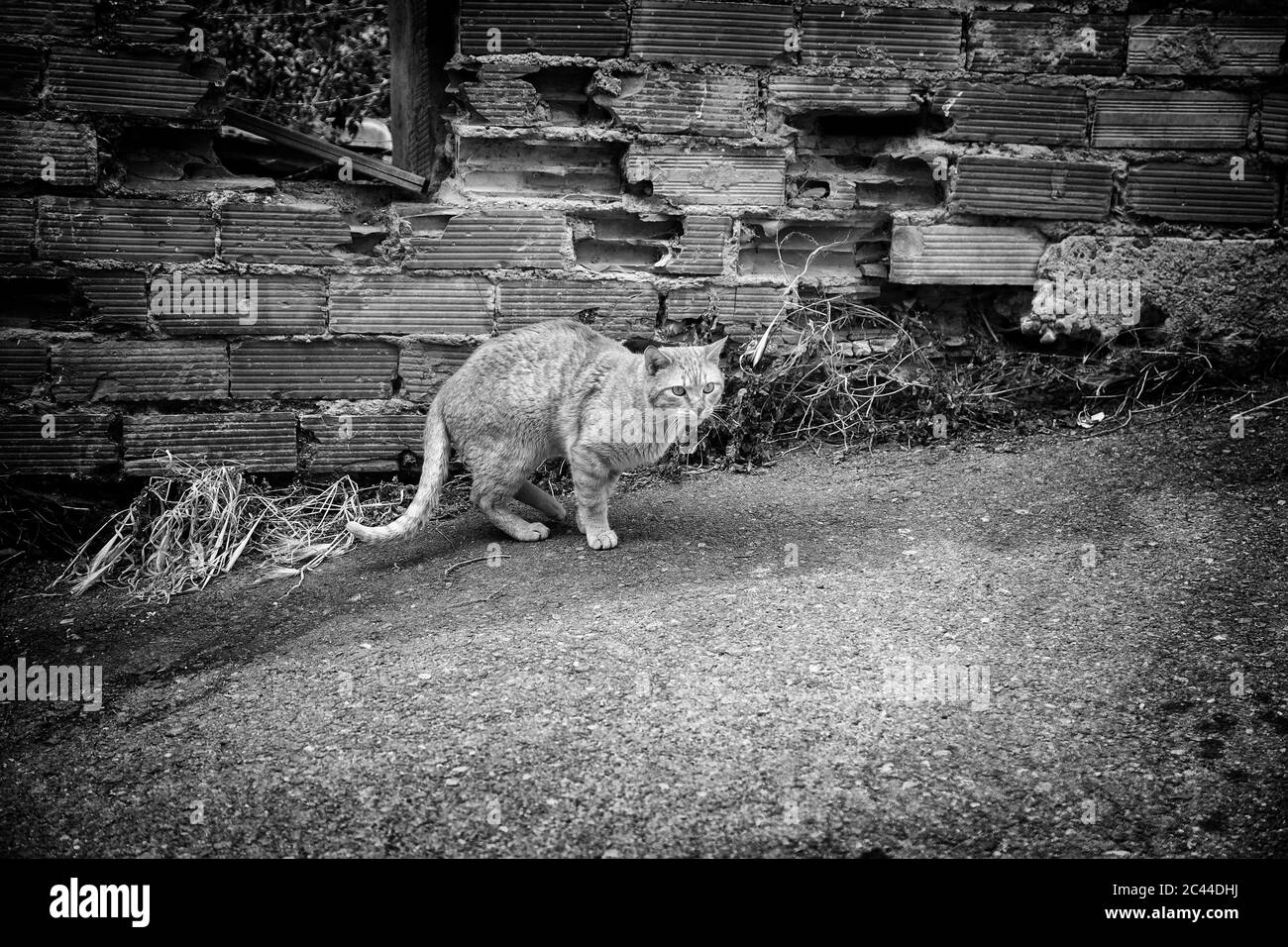 Les chats de la rue abandonnée, la violence envers les animaux, de tristesse Banque D'Images