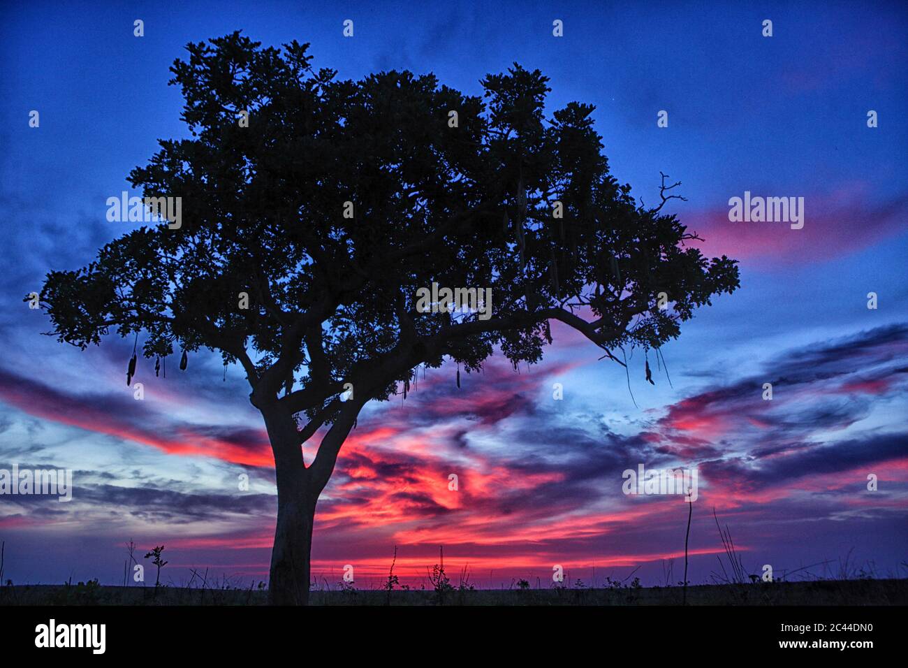 République démocratique du Congo, silhouette d'arbre contre le ciel pourpre au crépuscule Banque D'Images