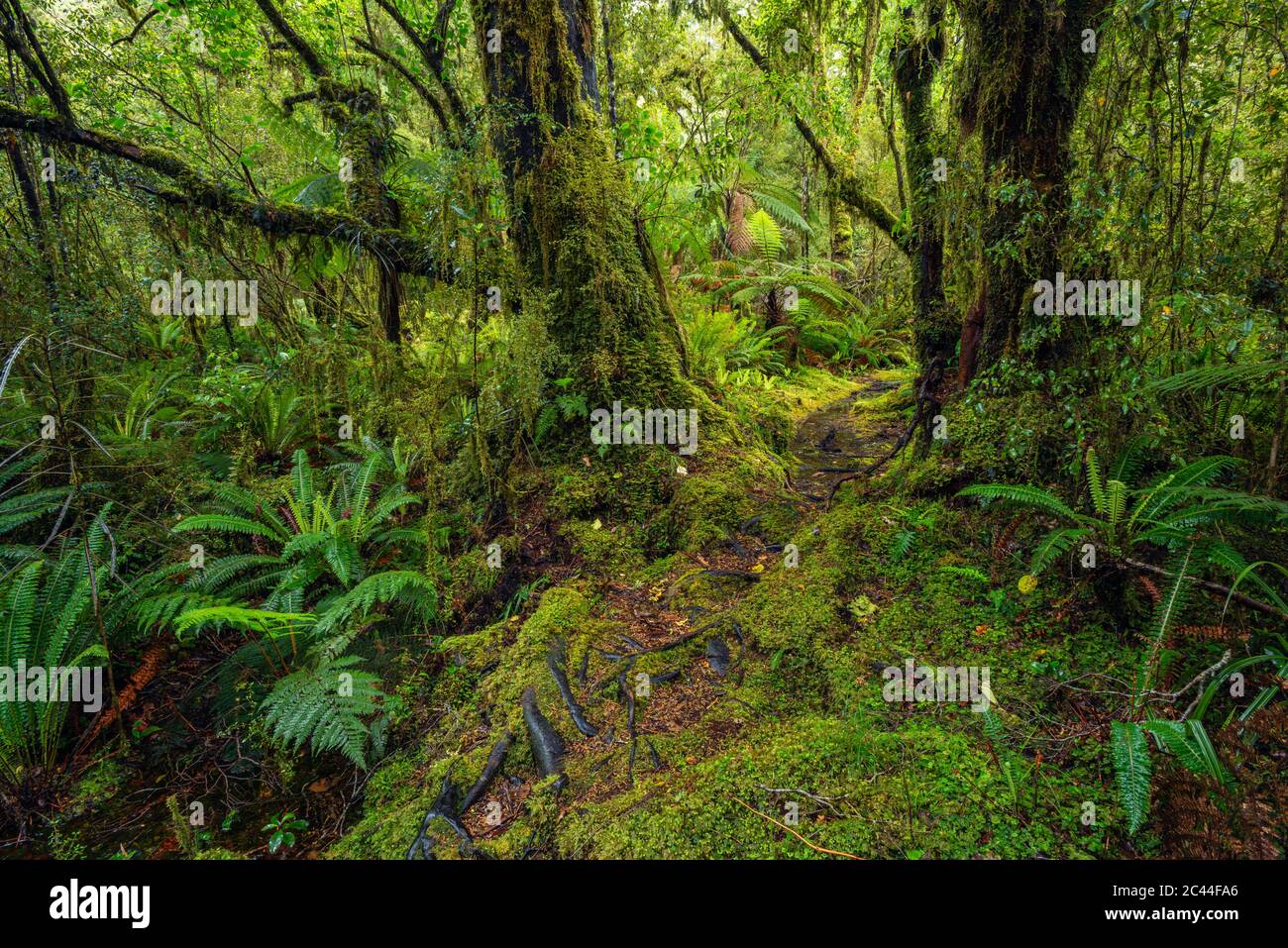 Nouvelle-Zélande, Southland, forêt tropicale luxuriante dans la vallée de Tutoko Banque D'Images