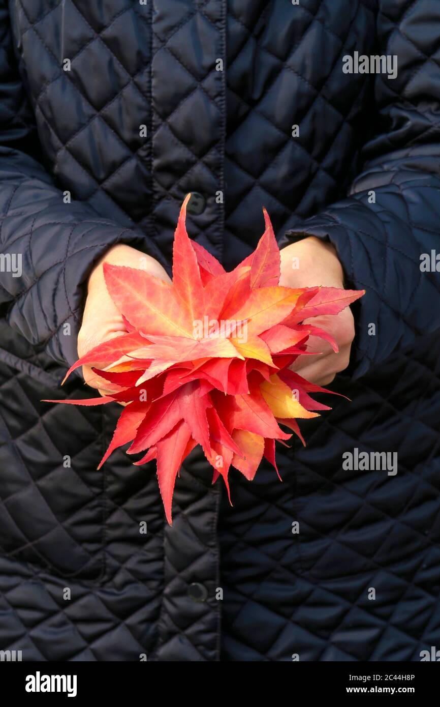 Allemagne, Saxe, mains de woman holding bunch of fallen American le liquidambar (Liquidambar styraciflua) feuilles à l'automne Banque D'Images