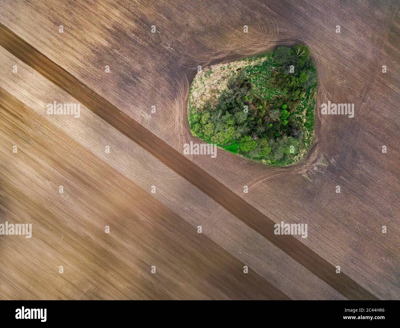 Russie, région de Moscou, vue aérienne du champ agricole et des arbres Banque D'Images