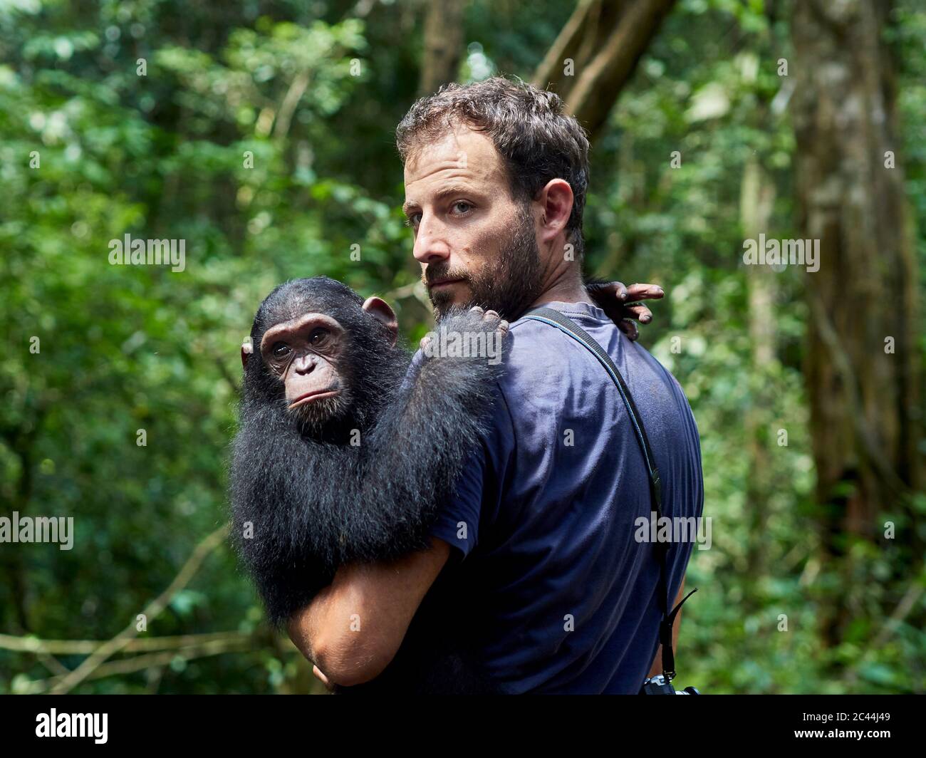 Cameroun, Pongo-Songo, Homme transportant des Chimpanzés (Pan troglodytes) en forêt Banque D'Images