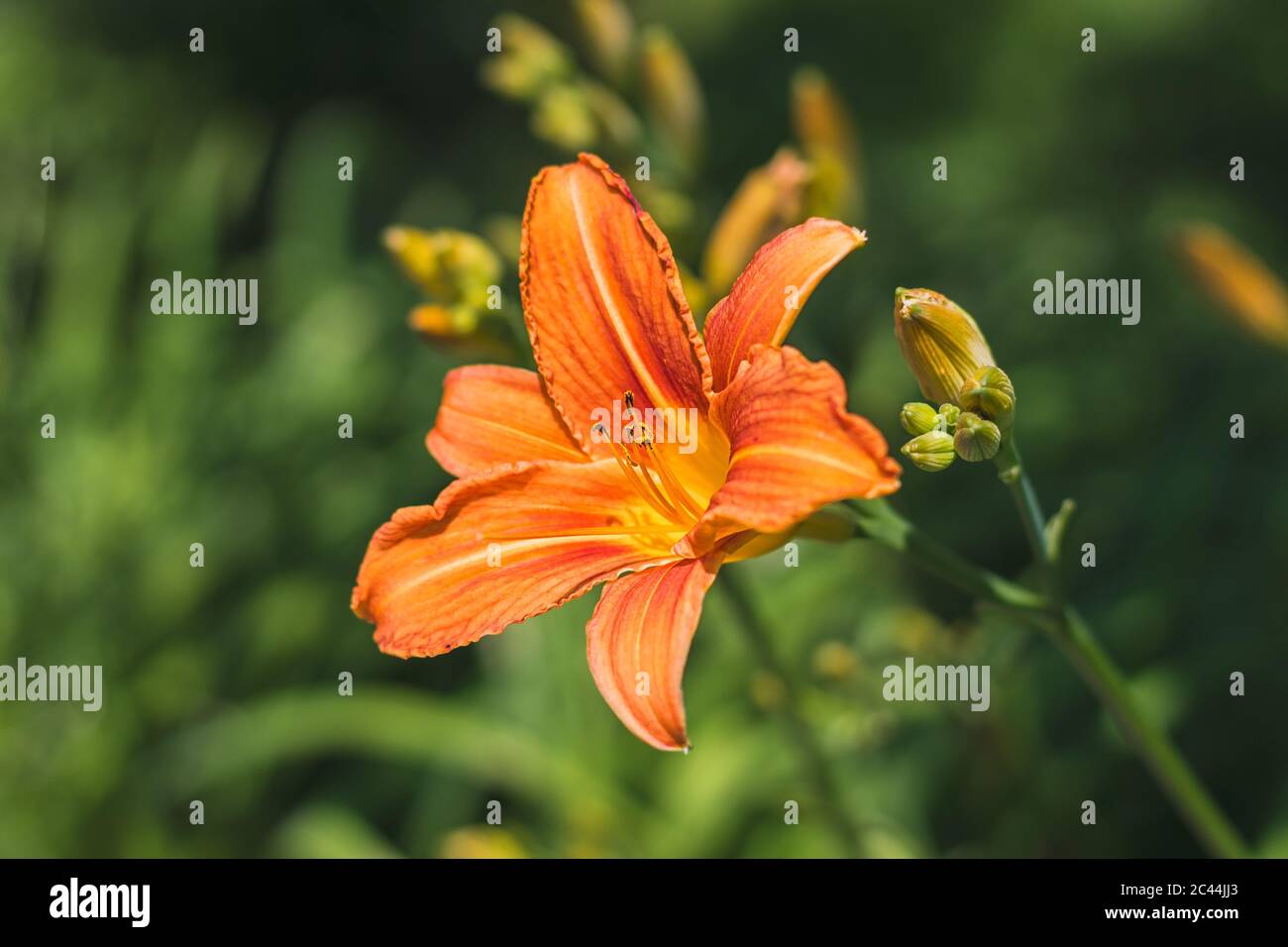 Le daylis orange (Hemerocallis fulva) - belle fleur en fleurs, sur fond vert Banque D'Images
