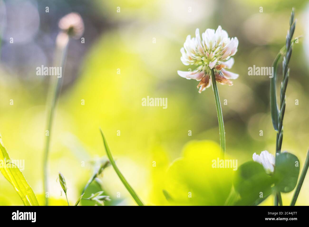 trèfle dans l'herbe - fleur de trèfle blanche, vue rapprochée Banque D'Images