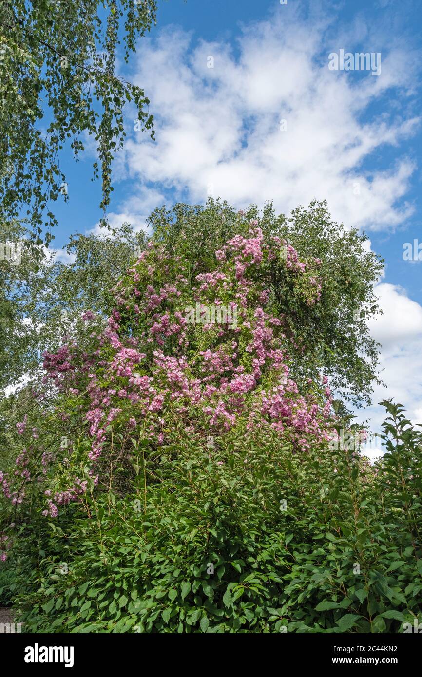 Kathy Brown's Garden, Stevington, Bedfordshire, Royaume-Uni Banque D'Images