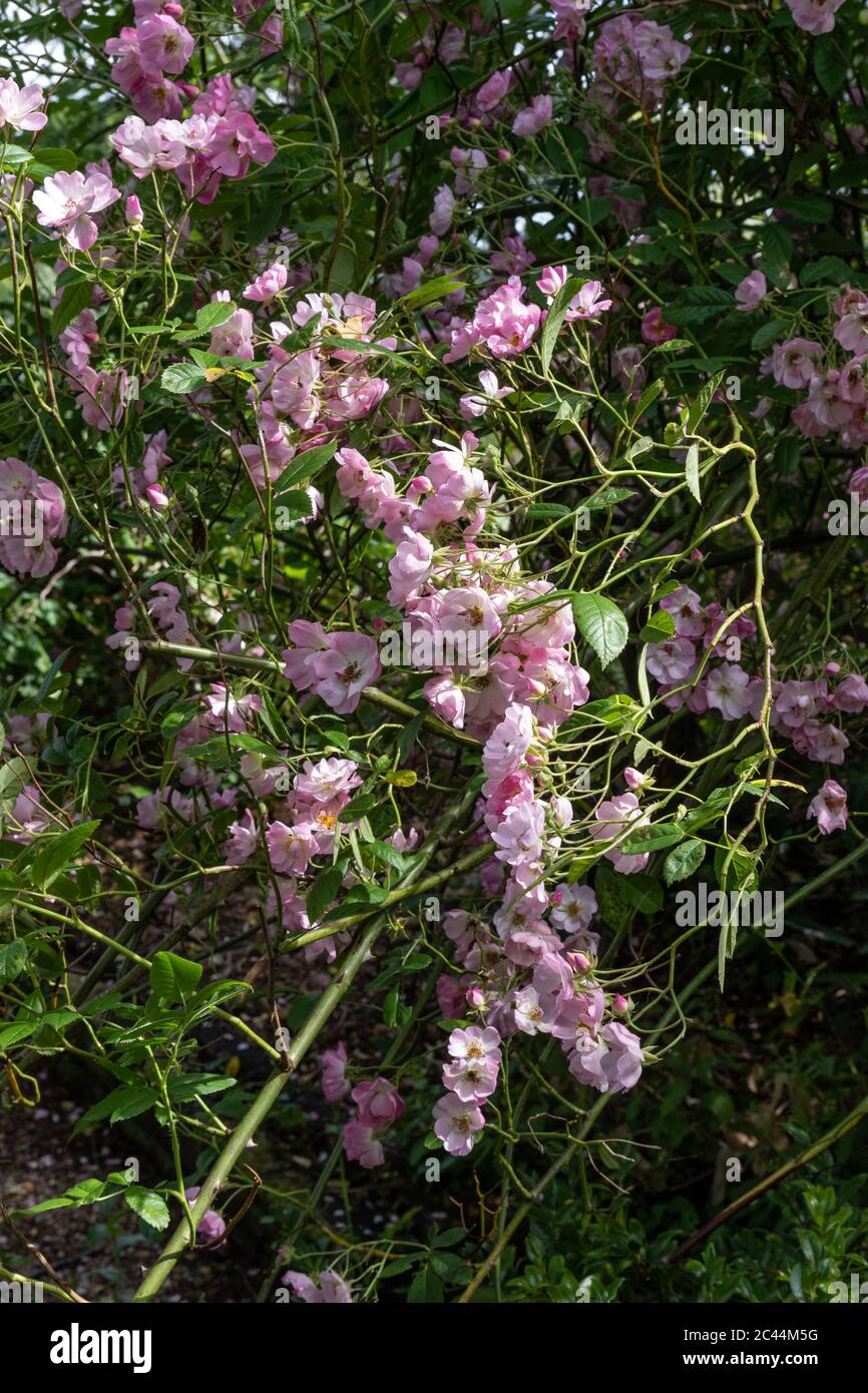 Kathy Brown's Garden, Stevington, Bedfordshire, Royaume-Uni Banque D'Images