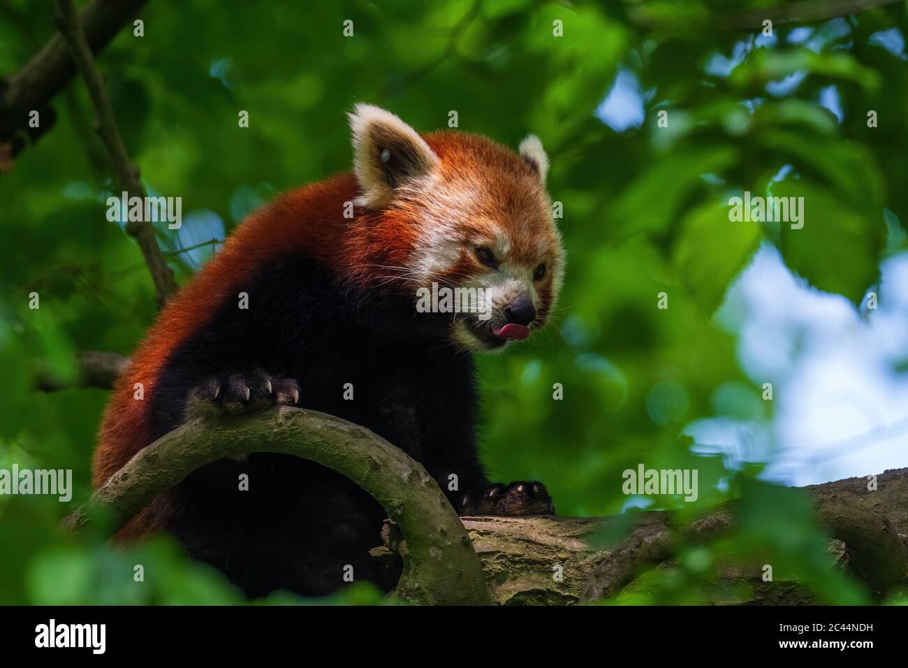 Panda rouge - Ailurus fulgens, populaire petit panda de forêts et de terres boisées asiatiques, Chine. Banque D'Images