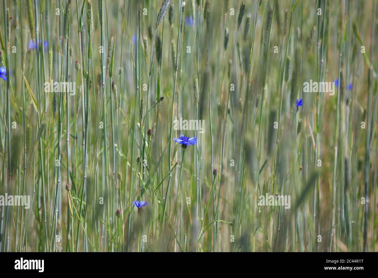 Allemagne, Saxe, fleurs de maïs (Centaurea cyanus) en fleurs dans les prairies du printemps Banque D'Images