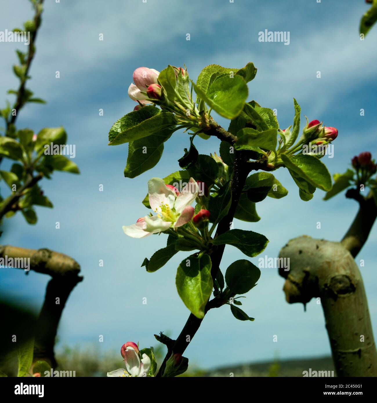 Fleurs de vergers de pommiers, Puy de Dome, Auvergne-Rhône-Alpes, France Banque D'Images