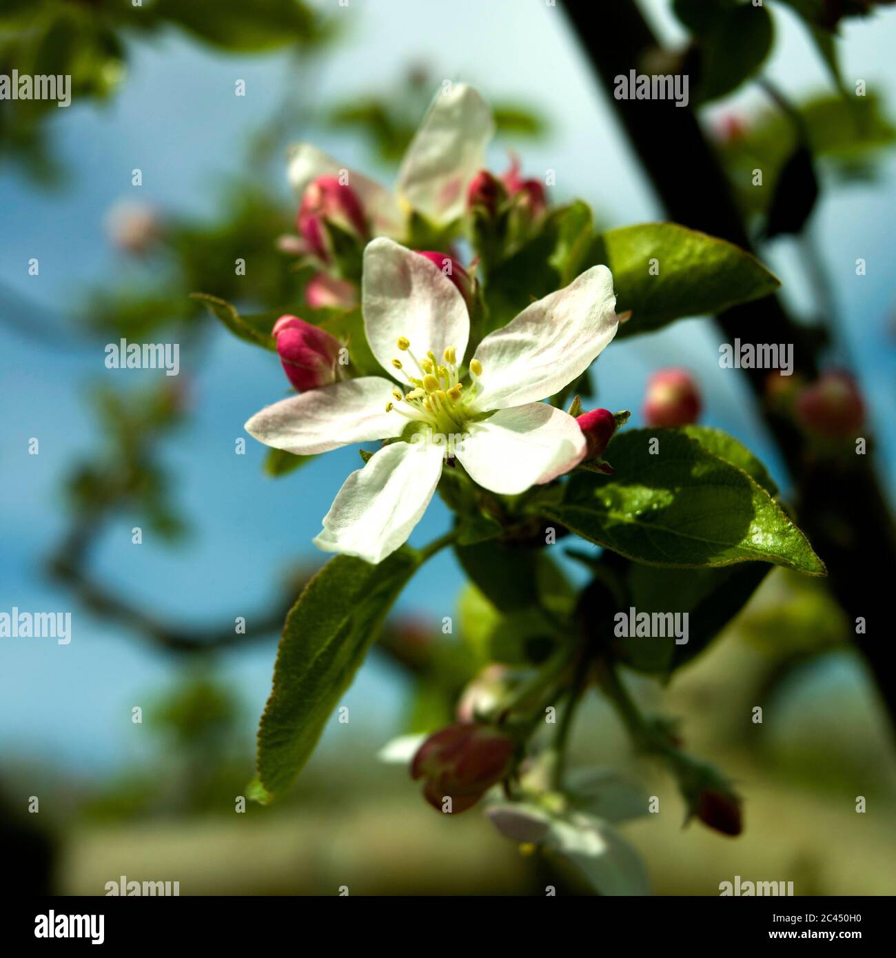 Fleurs de vergers de pommiers, Puy de Dome, Auvergne-Rhône-Alpes, France Banque D'Images