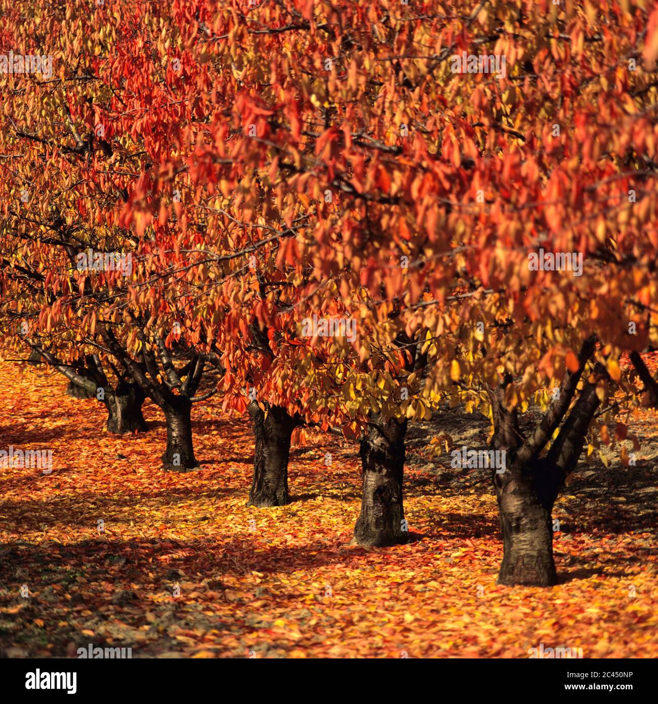 Cerisiers en automne, plaine de la Limagne, Puy de Dome, Auvergne-Rhône-Alpes, France Banque D'Images