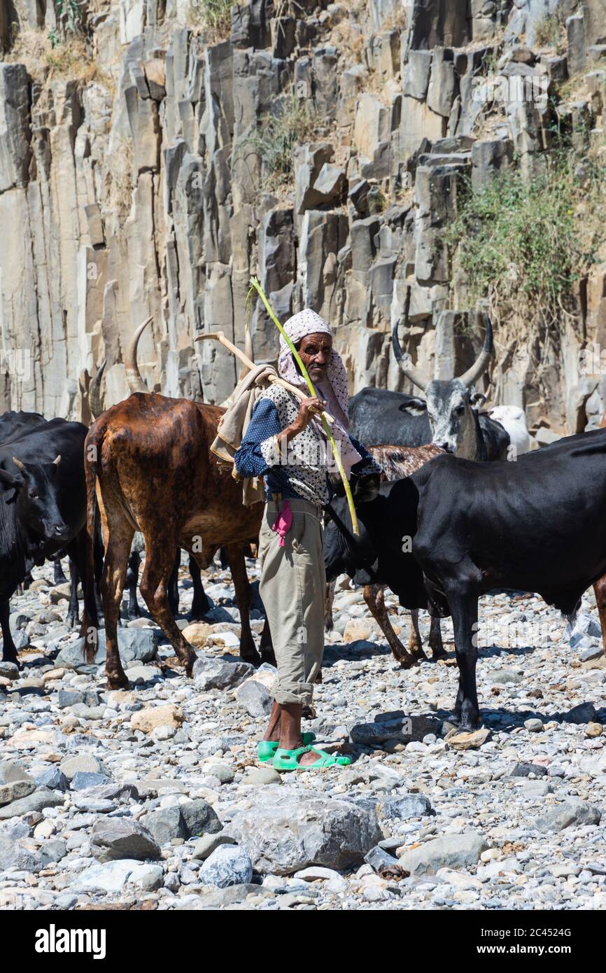 Hamedela, Ethiopie - novembre 2018 : bétail africain de berger et de Longhorn buvant de la rivière, région d'Afar, Ethiopie Banque D'Images